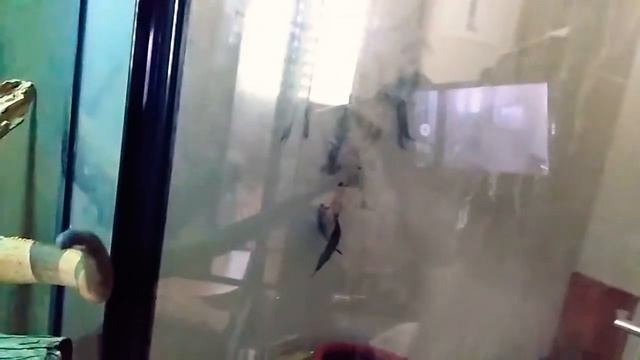 Эсмеральда оказалась самцом | Подбираем новое имя :-) | Обыкновенная, или зелёная игуана дома смотреть онлайн