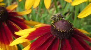 Рудбекия когда сажать семена  #цветы#рудбекия#многолетниецветы#ютуб