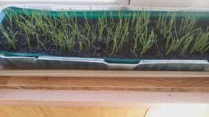 Уход за Рассадой лука "ЭКСИБИШЕН".