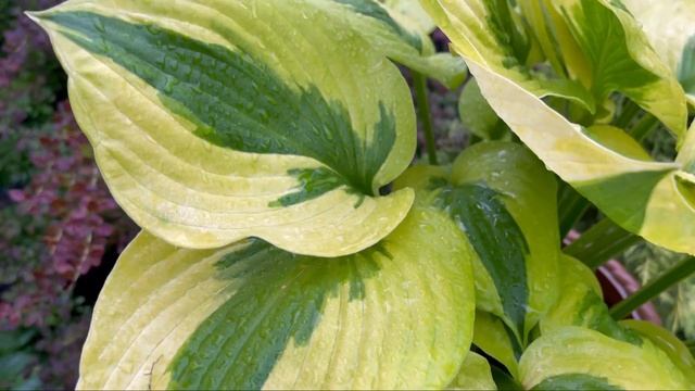 Хоста Summer Lovin: детальный обзор с советами о посадке. смотреть онлайн