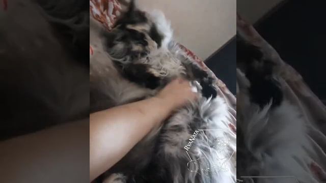 Неженка Ляля 😻 смотреть онлайн