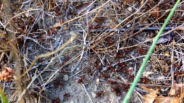 Slavemaking Ant Raid- Polyergus lucidus смотреть онлайн