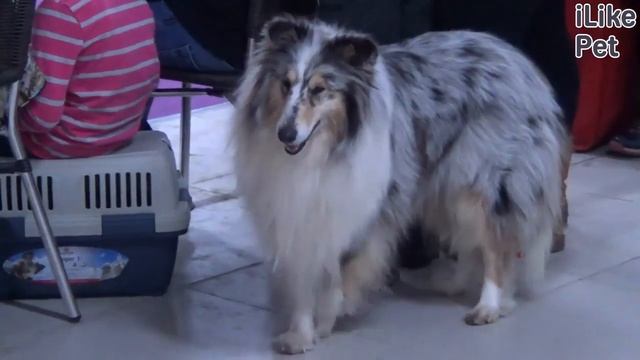 Какие собаки подойдут в качестве поводырей? смотреть онлайн