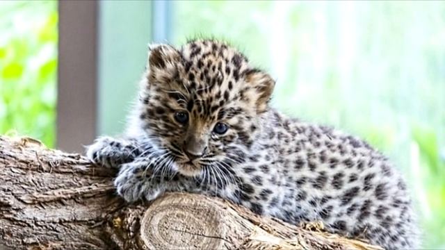 Люди раскрыли рты, когда увидели кого приютила львица! смотреть онлайн