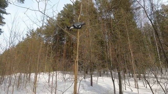 Самые лучшие профиля тетеревов!!! смотреть онлайн