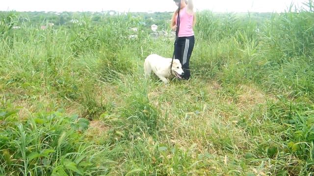 СТАВРОПОЛЬ.Пит-к АДИС АСКЕР.ОВАЦИЯ 6 мес. смотреть онлайн