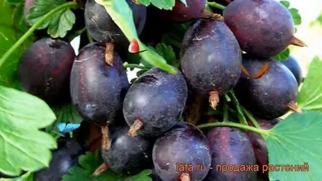 Крыжовник обыкновенная Черномор (chernomor) ? обзор: как сажать, саженцы крыжовника Черномор смотреть онлайн