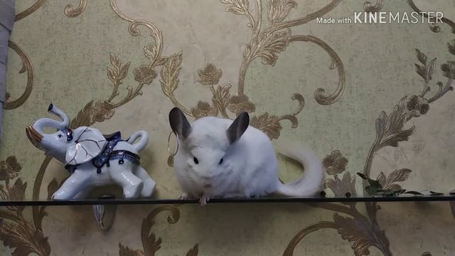 Обгрызание ушей у шиншилл. SOS! смотреть онлайн