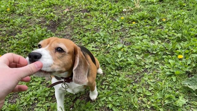 КАК НАУЧИТЬ СОБАКУ КОМАНДЕ ГОЛОС? #дрессировка #воспитание #послушание #какнаучитьсобаку смотреть онлайн