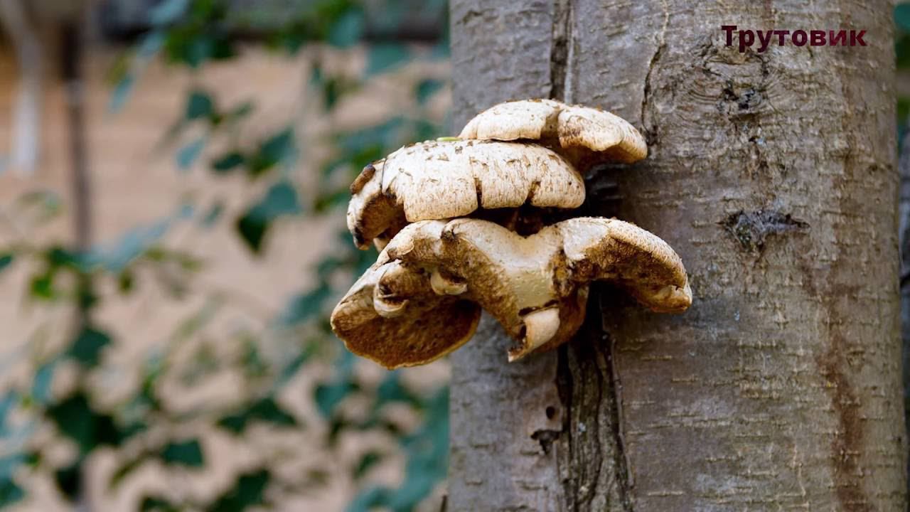 34. Чем опасны грибы для человека. Часть 1 смотреть онлайн