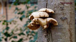 34. Чем опасны грибы для человека. Часть 1