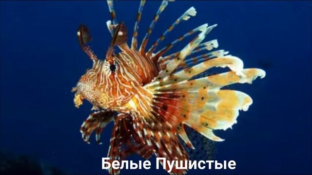 КРЫЛАТКА?/Рыбы/Животные/Интересные факты смотреть онлайн