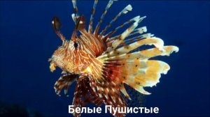 КРЫЛАТКА?/Рыбы/Животные/Интересные факты