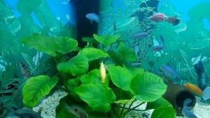 Псевдотрофеус Голубая Зебра