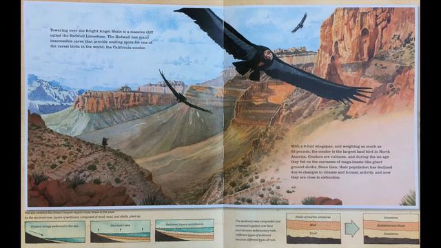 Read Aloud "Grand Canyon" смотреть онлайн