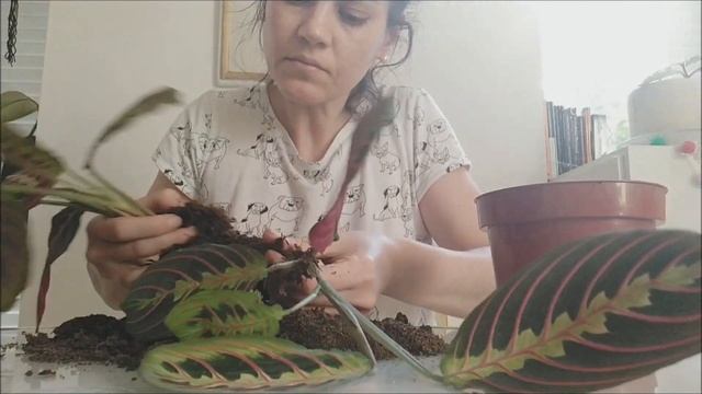 Cómo reproducir Maranta Leuconeura смотреть онлайн