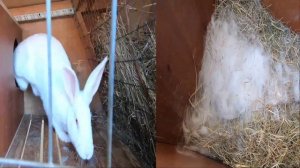 Разведение кроликов. Белый великан и Советская шиншила.Rabbit breeding