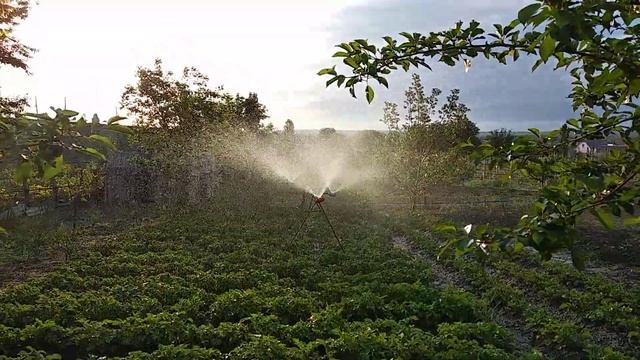 Полив картофеля своими руками смотреть онлайн