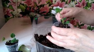 Глоксиния дала ростки. Что делать дальше?