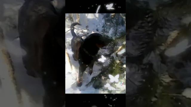 В память о моей собаке. Если с ротвейлером вышел в путь, веселей дорога смотреть онлайн