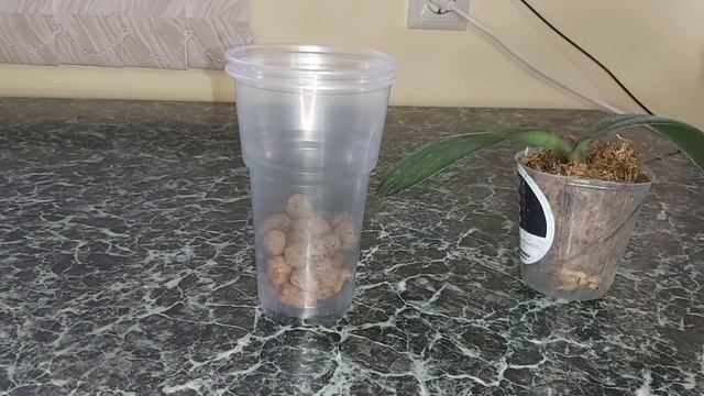 ОРХИДЕЯ без точки роста, это КОНЕЦ? или только НАЧАЛО? смотреть онлайн