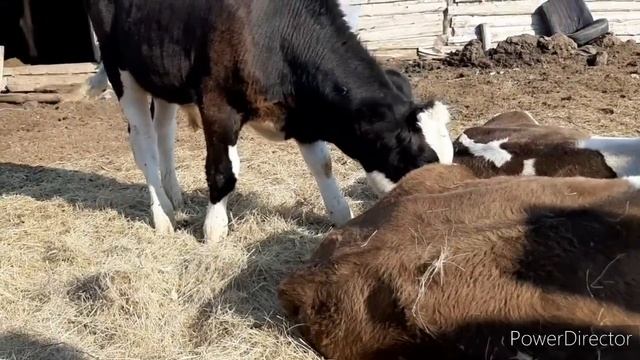 нет света, сено вручную, пряду паутинку смотреть онлайн