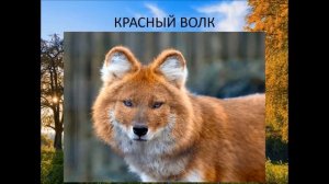 10 удивительных животных обитающих в России. Про животных детям. Развивающее видео для детей