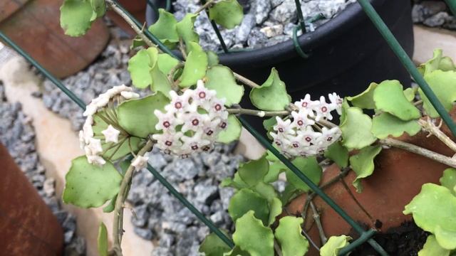 HOYA KANYAKUMARIANA смотреть онлайн