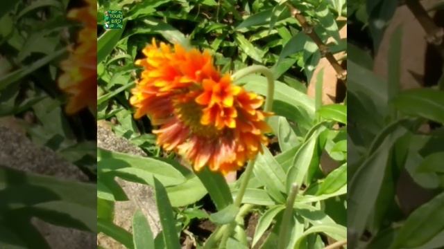 Gaillardia aristata plants with beautiful flowers /Blanket flowers /Arizona sun plug plants. смотреть онлайн