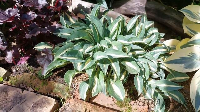 Растение "Хоста Little Treasure" в саду. смотреть онлайн
