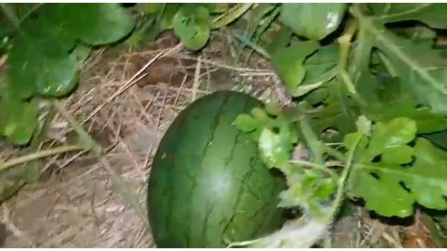 Арбузы в Калужской области вырастить легко!!!! смотреть онлайн