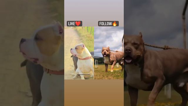 aapko kon se Dog pasde haa ya A B #short video ytshot смотреть онлайн