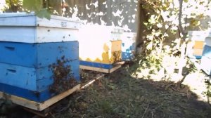 Обработка пчёл дым пушкой . Шавелевая + тимол на спирте