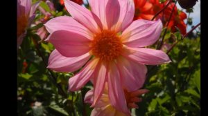 Веселые ребята Бологое