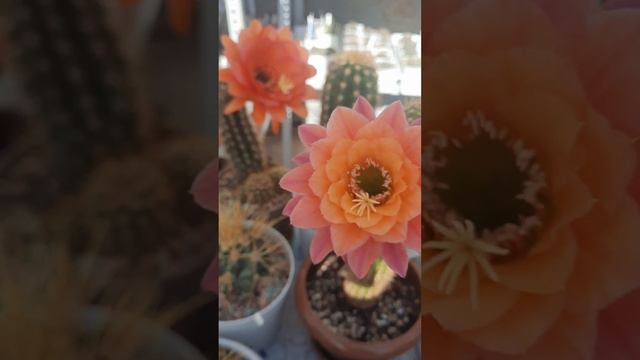 мамачита смотреть онлайн