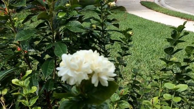 Jasminium Grand Duke of Tuscany flower close up.(Bondu malli) смотреть онлайн