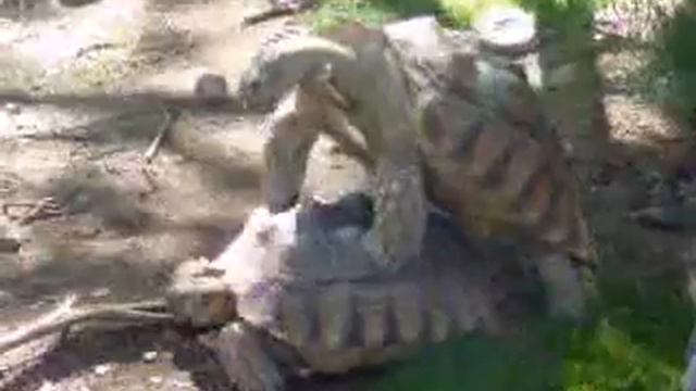 Turtle pr0n! смотреть онлайн
