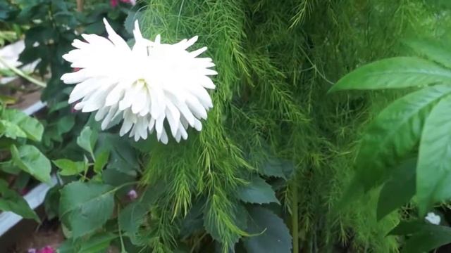 ШОПЕН: Waltz No. 7 (Исполнитель Peter Schmalfuss) смотреть онлайн