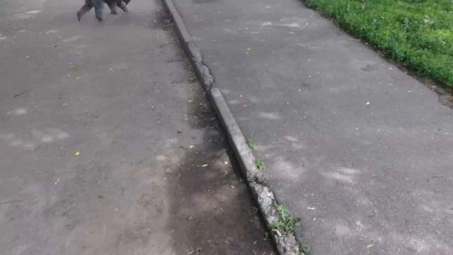 Пудели на прогулке смотреть онлайн