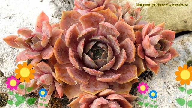 Молодило гибридное Расти. Краткий обзор, описание характеристик sempervivum hybr. Rusty смотреть онлайн