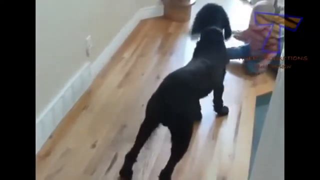 Ушастые няньки смотреть онлайн