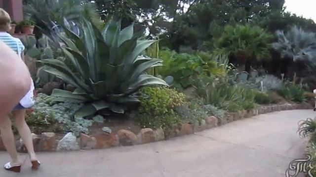 Агава и другие кактусы Agave and other cacti смотреть онлайн