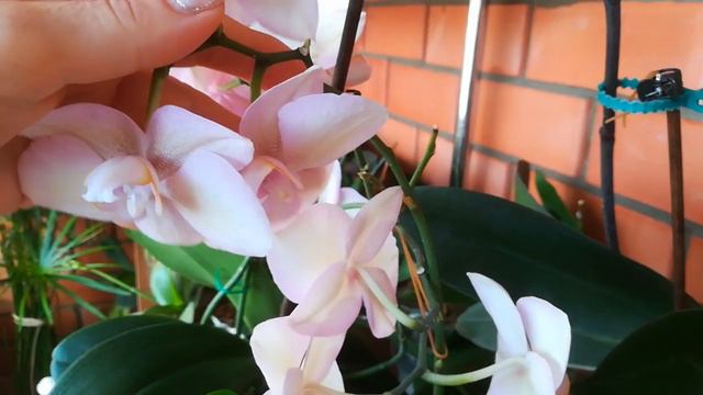 ПРОДОЛЖИТЕЛЬНОСТЬ ЦВЕТЕНИЯ ОРХИДЕЙ. ЛЕГАТТО смотреть онлайн