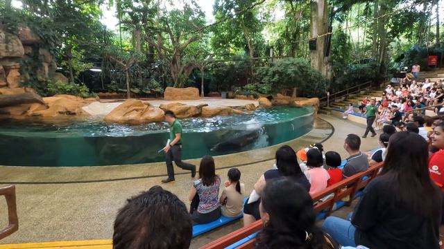 【4K】Singapore Zoo Splash Safari Sea Lion Show 2022 смотреть онлайн