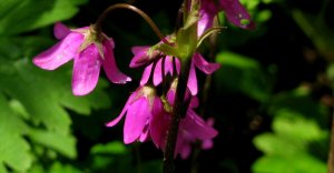 «Кортуза (Cortusa)» РЕЛАКС АРТ-ТЕРАПИЯ ИМПРОВИЗАЦИЯ композитор Виктор Анохин #музыка #piano #цветы