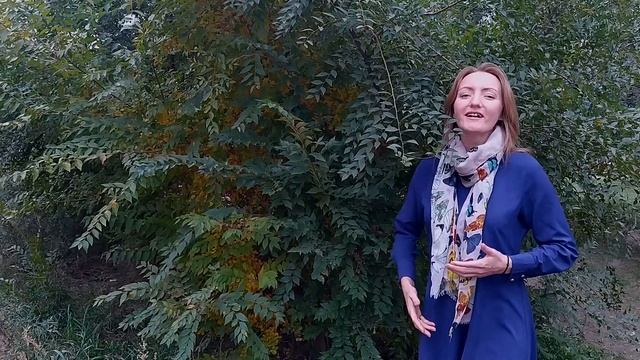 стих Е. Менгалова муз. Дмитрий Мамонов смотреть онлайн