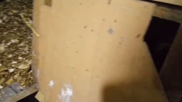 Как живут куры Русская белая смотреть онлайн