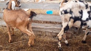 Покрываю первый раз молодую козочку?