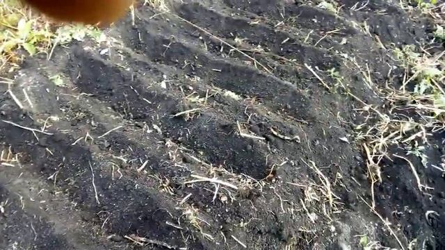 Семена от канала "ЗОЛОТОЙ ЧЕСНОК". Сажаю бульбочку сорта "ЛЮБАША" смотреть онлайн