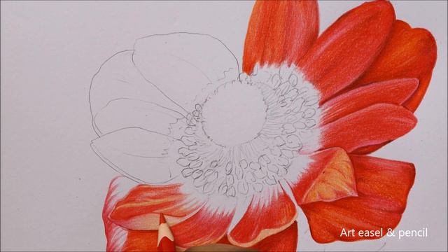 Anemone Flower Drawing in Color Pencils | Flower Drawing | How to Draw Red Flower смотреть онлайн